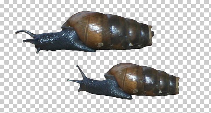 Pond Snails Schnecken Slug Sea Snail PNG, Clipart, Animal, Broken Shell, Fauna, Invertebrate, Lymnaeidae Free PNG Download