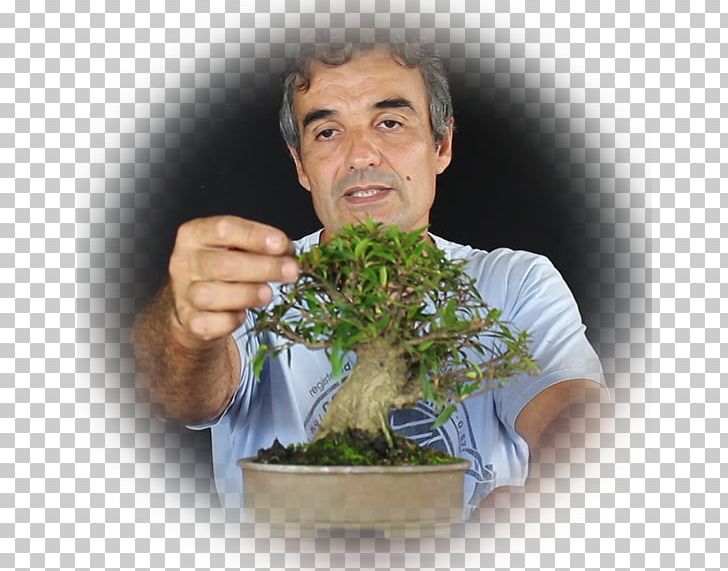 Bonsai Flowerpot Tree Herb PNG, Clipart, Bonsai, Flowerpot, Grass, Herb, Houseplant Free PNG Download