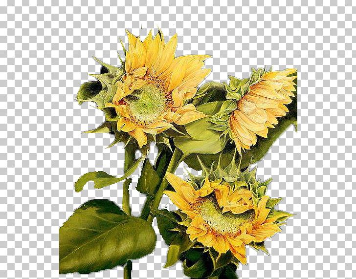 Common Sunflower Sunflowers Still Life Oil Painting PNG, Clipart, Artificial Flower, Canvas, Daisy Family, Flower, Flower Arranging Free PNG Download