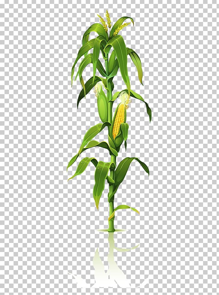 Corn On The Cob Maize Plant Stem Drawing PNG, Clipart, Branch, Corn, Corn On The Cob, Corn Starch, Drawing Free PNG Download