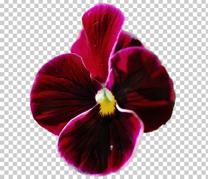 Pansy Magenta Close-up PNG, Clipart, Closeup, Flower, Flowering Plant, Magenta, Others Free PNG Download