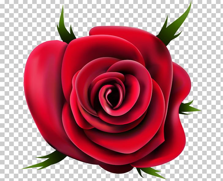 Rose PNG, Clipart, Rose Free PNG Download