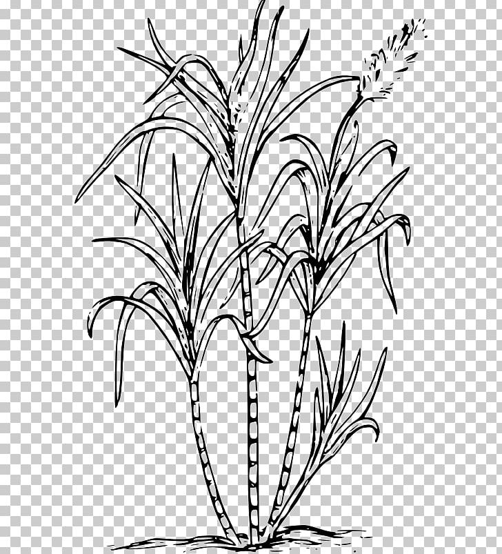 Sugarcane Drawing Saccharum Officinarum PNG, Clipart, Black And White, Black Cane, Branch, Commodity, Download Free PNG Download