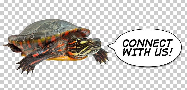 Box Turtles Tortoise Terrestrial Animal PNG, Clipart, Animal, Animal Figure, Box Turtle, Box Turtles, Emydidae Free PNG Download