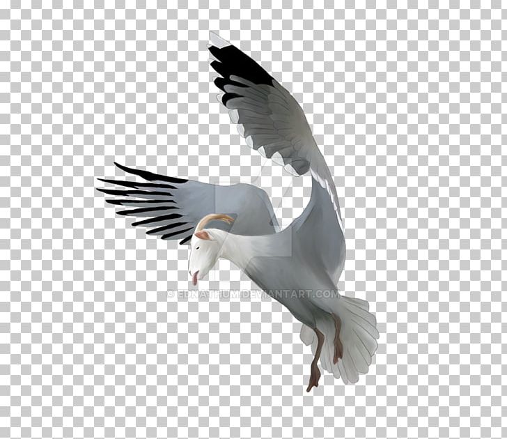 European Herring Gull Great Black-backed Gull Gulls Wildlife Fauna PNG, Clipart, American Herring Gull, Animals, Beak, Bird, Charadriiformes Free PNG Download