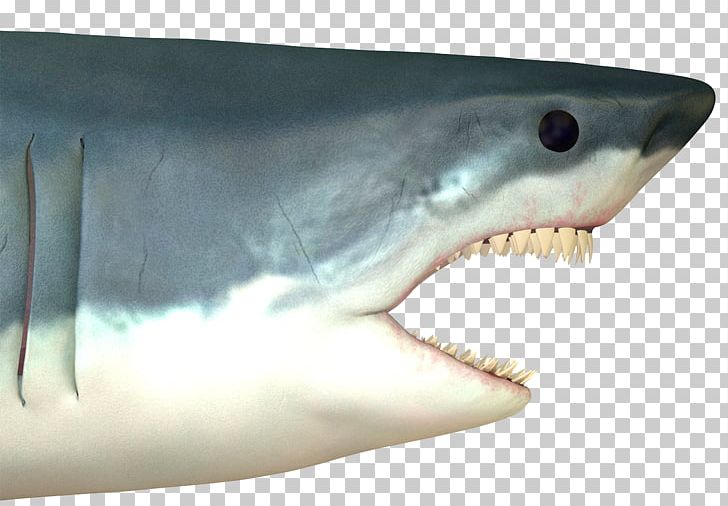 Great White Shark Shark Attack Stock Photography Drawing PNG, Clipart, Animals, Background White, Big, Big Ben, Big Sale Free PNG Download