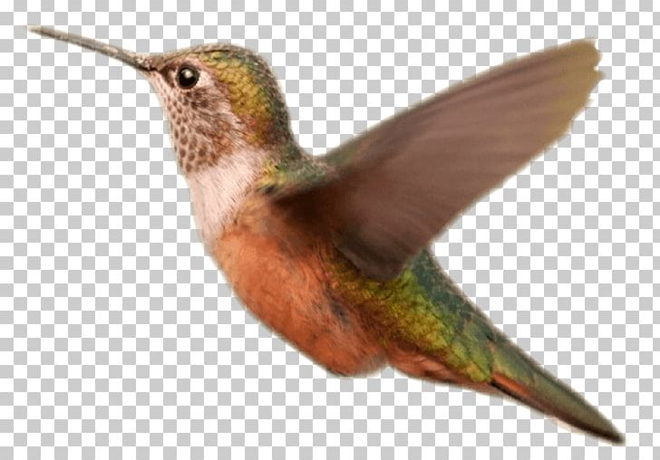 Hummingbird Portable Network Graphics PNG, Clipart, Animal, Animals, Archive File, Beak, Bird Free PNG Download