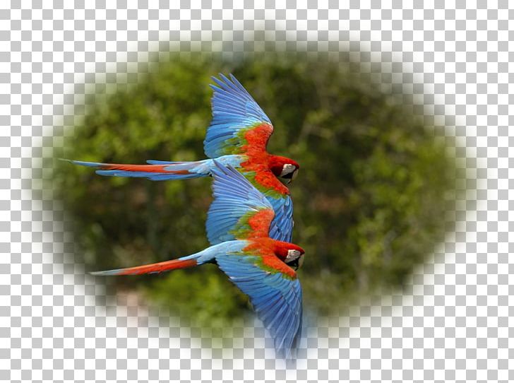 Parrot Bird Red-and-green Macaw Scarlet Macaw PNG, Clipart, Animal, Animals, Beak, Bird, Common Pet Parakeet Free PNG Download