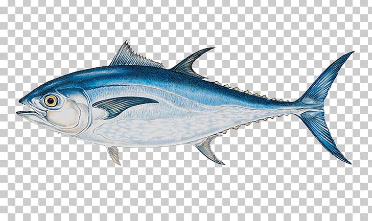 Atlantic Bluefin Tuna Yellowfin Tuna Big-game Fishing PNG, Clipart, Albacore, Atlantic Bluefin Tuna, Bigeye, Bony Fish, Fauna Free PNG Download