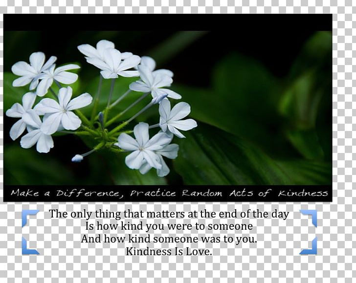 Kindness Desktop Medicine Love PNG, Clipart, Back Garden, Desktop Wallpaper, Flora, Flower, Flowering Plant Free PNG Download