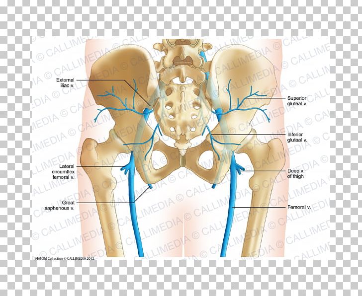 Pelvis Vein Human Body Anatomy Bone PNG, Clipart, Abdomen, Anatomy, Angle, Arm, Bone Free PNG Download