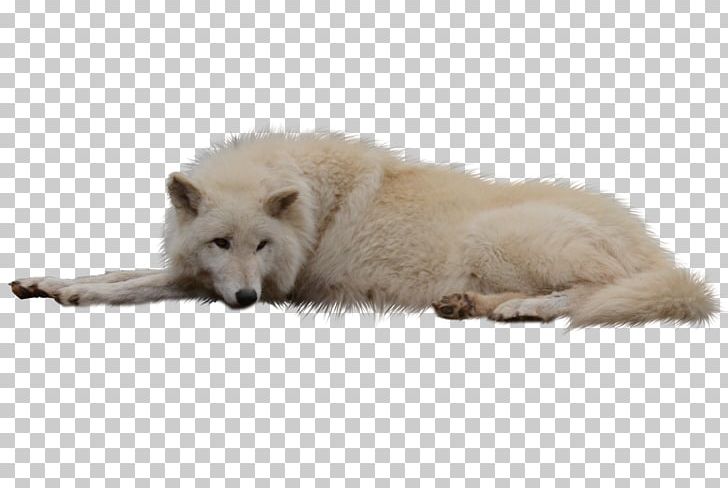 Arctic Fox Greenland Dog PNG, Clipart, Alaskan Tundra Wolf, Animals, Arctic Fox, Canis Lupus Tundrarum, Carnivoran Free PNG Download