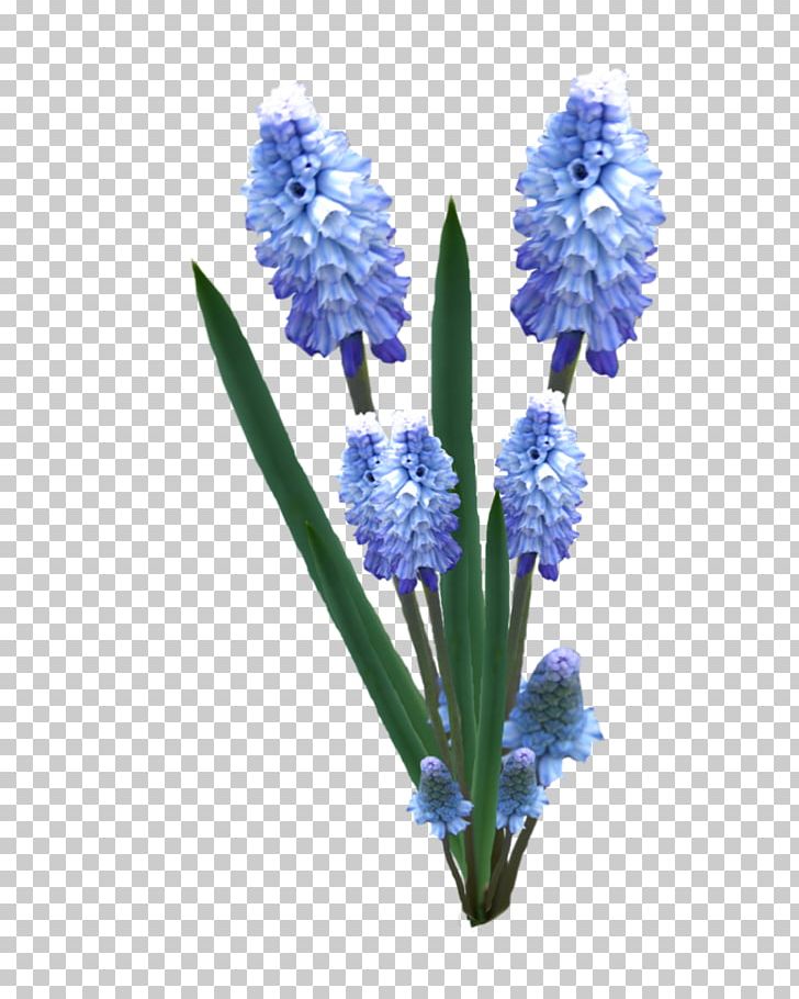 English Lavender Hyacinth Cut Flowers Plant Stem PNG, Clipart, Cut Flowers, English Lavender, Flower, Flowering Plant, Hyacinth Free PNG Download