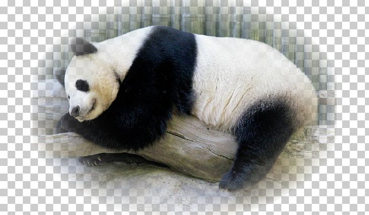 Giant Panda Fur Snout Terrestrial Animal PNG, Clipart, Animal, Animaux, Bear, Carnivoran, Fille Free PNG Download