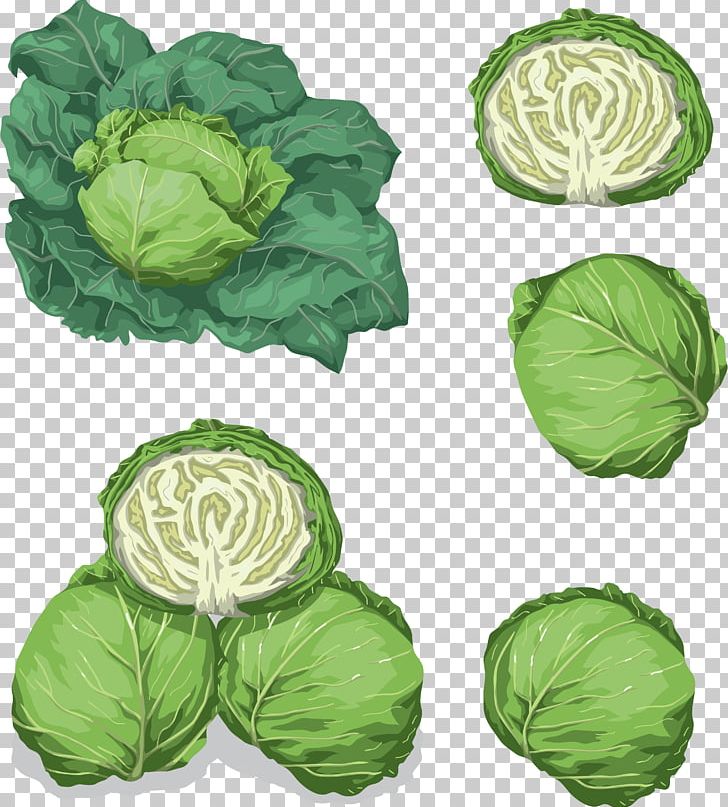 Savoy Cabbage Leaf Vegetable Food PNG, Clipart, Brassica Oleracea, Cabbage, Collard Greens, Download, Food Free PNG Download
