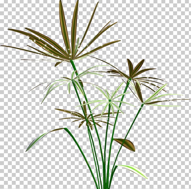 Algae Plant Photography PNG, Clipart, Algae, Arecales, Clip Art, Flora, Flower Free PNG Download