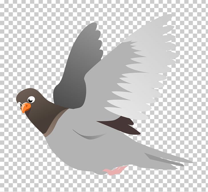 Homing Pigeon English Carrier Pigeon Columbidae Squab PNG, Clipart, Animals, Beak, Bird, Clip Art, Columbidae Free PNG Download