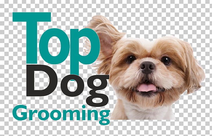 Puppy Dog Grooming Shih Tzu Havanese Dog Pet Sitting PNG, Clipart, Animals, Assistance Dog, Carnivoran, Chinese Imperial Dog, Companion Dog Free PNG Download