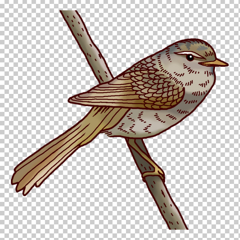 Feather PNG, Clipart, Beak, Bunting, Common Nightingale, Cuckoos, Feather Free PNG Download