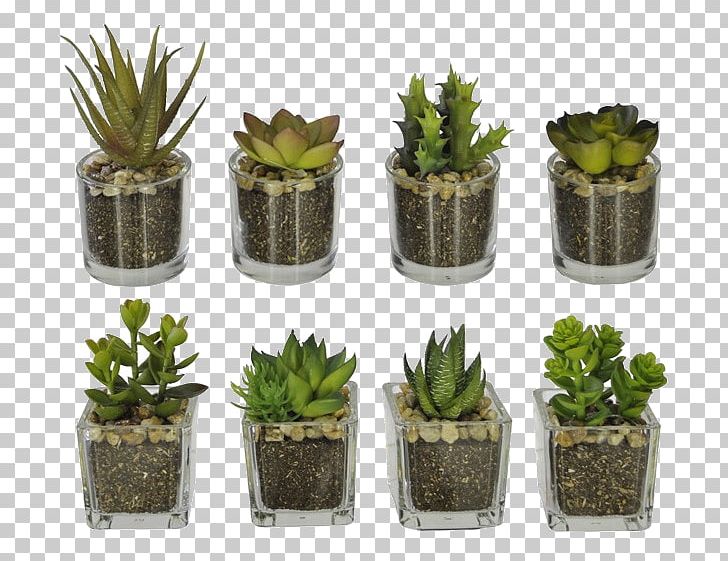 Cactaceae Flowerpot Succulent Plant Vase Glass PNG, Clipart, Cactaceae, Cactus, Clay, Fiber, Flower Free PNG Download
