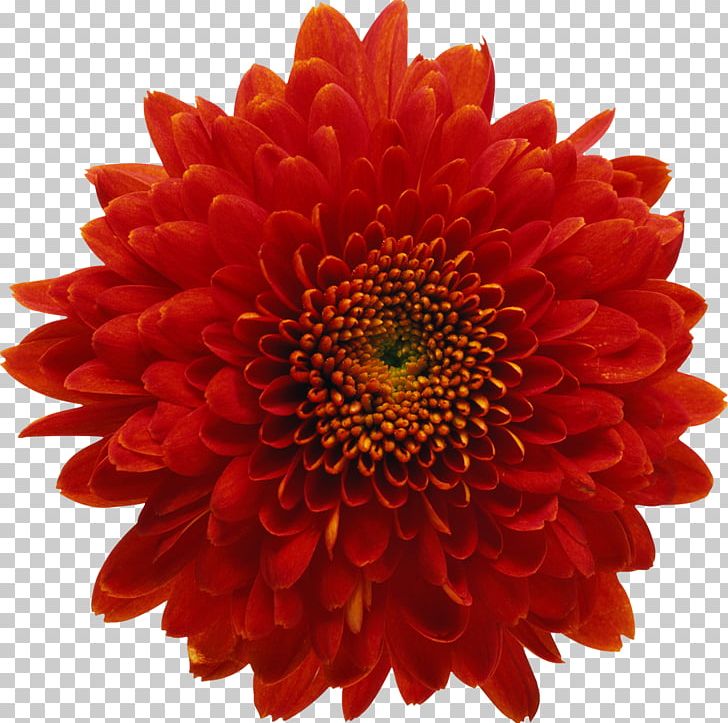 Chrysanthemum Red Flower Stock Photography PNG, Clipart, Annual Plant, Blanket Flowers, Chrysanthemum, Chrysanths, Cut Flowers Free PNG Download