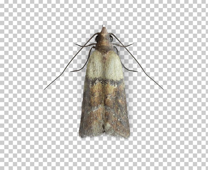Indianmeal Moth Common Clothes Moth Mite Insect PNG, Clipart, Arthropod, Common Clothes Moth, Food, Fur, Indianmeal Moth Free PNG Download