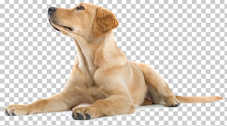 Labrador Retriever Golden Retriever Puppy Dog Training PNG, Clipart, Border Collie, Carnivoran, Companion Dog, Dog, Dog Breed Free PNG Download
