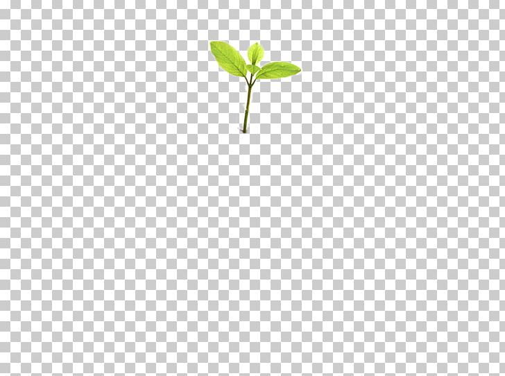 Leaf Tree Planting Plant Stem PNG, Clipart, Grass, Leaf, Plant, Plant Stem, Tree Free PNG Download