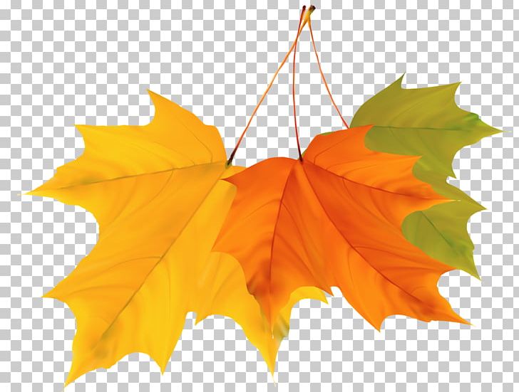 Maple Leaf Autumn PNG, Clipart, Autumn, Autumn Leaves, Color, Deciduous, Download Free PNG Download