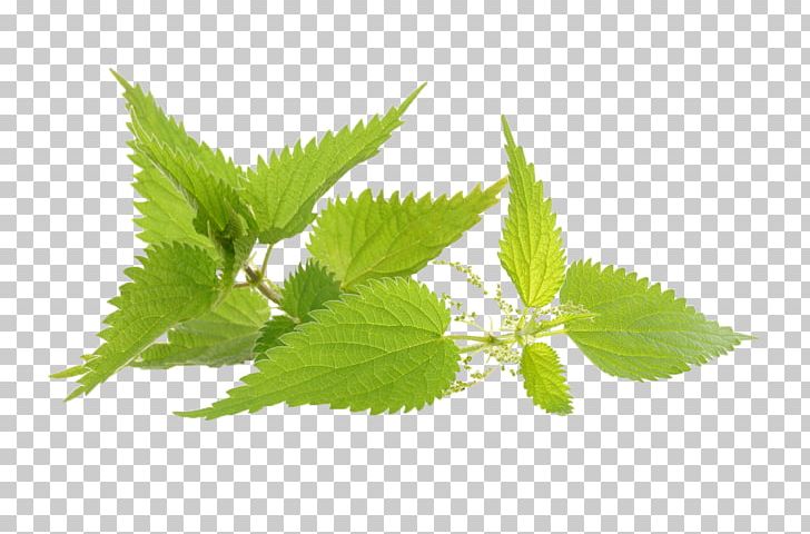 Common Nettle Herb Medicinal Plants Infusion PNG, Clipart, Aloe Vera Leaf, Common Nettle, Extract, Health, Herb Free PNG Download