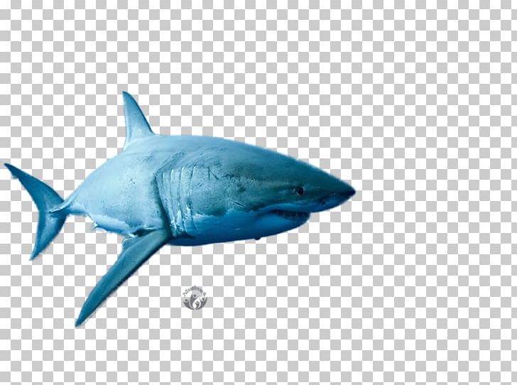 Great White Shark Red Triangle Requiem Sharks PNG, Clipart, Animals, Blue Shark, Cartilaginous Fish, Electric Blue, Fin Free PNG Download