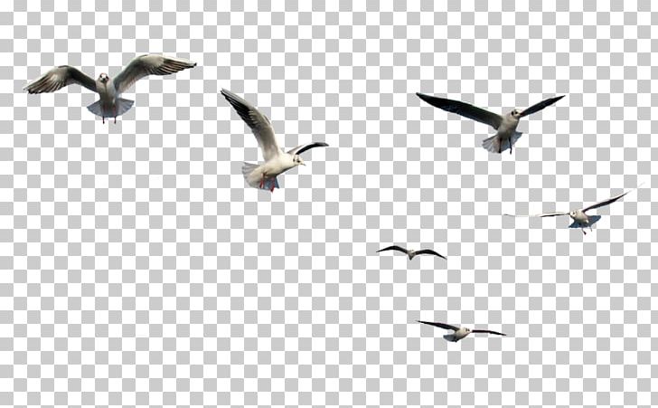 Gulls Bird Flight PNG, Clipart, Animal Migration, Animals, Beak, Bird, Bird Flight Free PNG Download