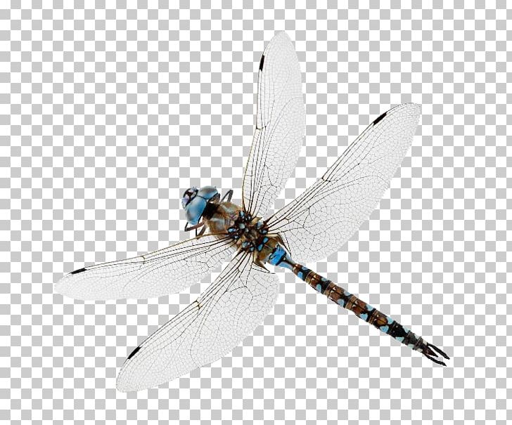 Insect New Oxford American Dictionary Dragonfly Damselfly My Father Was A Pilot PNG, Clipart, Animals, Arthropod, Blog, Courage Under Fire, Damselfly Free PNG Download