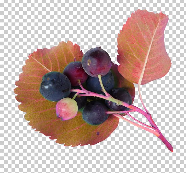 Juice Grape Blueberry PNG, Clipart, Albom, Beautiful, Beauty, Beauty Salon, Berry Free PNG Download