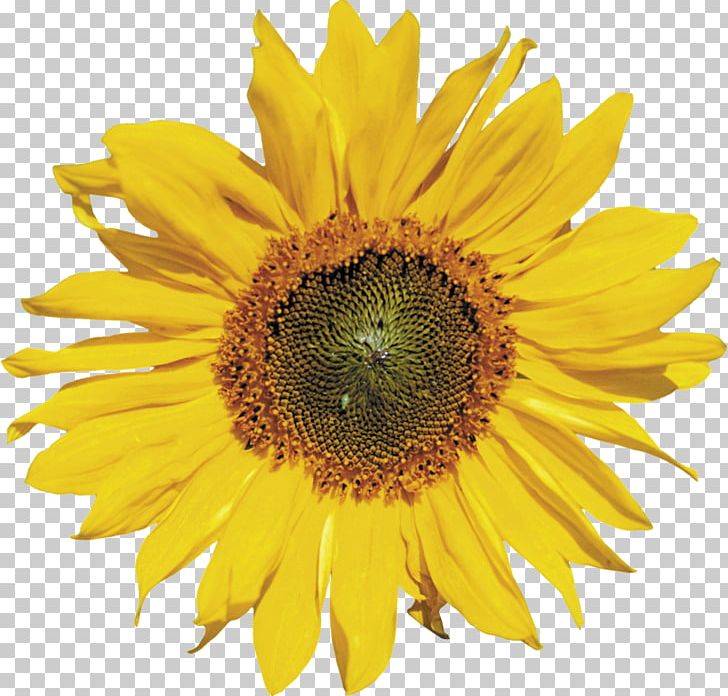 Common Sunflower PNG, Clipart, Annual Plant, Common Sunflower, Daisy Family, Desktop Wallpaper, Digital Image Free PNG Download