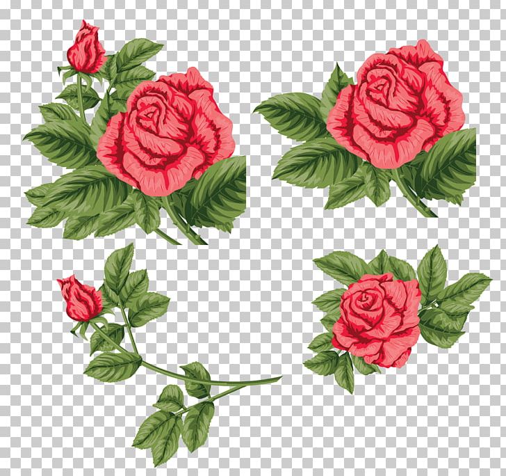 Garden Roses China Rose Cabbage Rose Floribunda Beach Rose PNG, Clipart, Artificial Flower, Beach Rose, Carnation, China Rose, Cut Flowers Free PNG Download