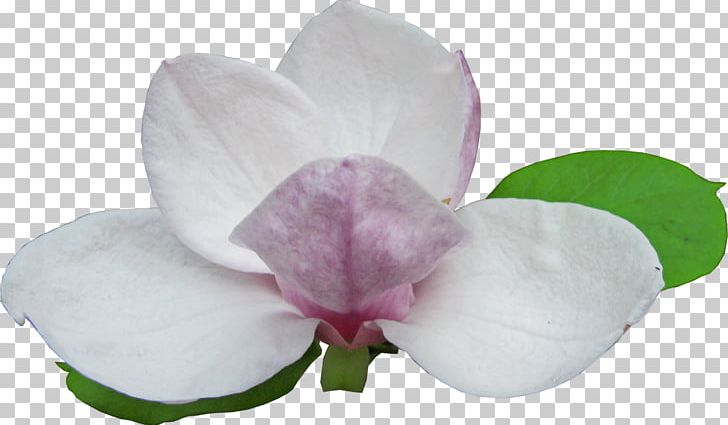 Magnolia Flowering Plant PNG, Clipart, Flower, Flowering Plant, Lilac, Magenta, Magnolia Free PNG Download