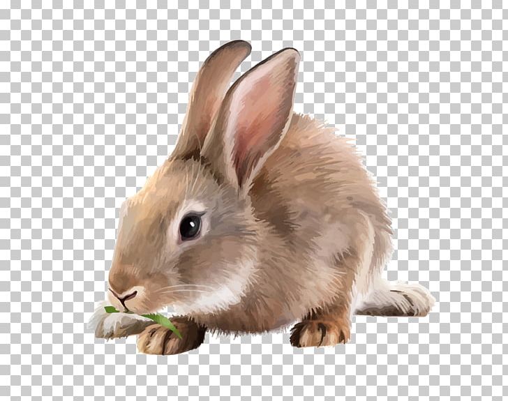 White Rabbit Mountain Hare PNG, Clipart, Animals, Domestic Rabbit, Fauna, Hare, Mammal Free PNG Download