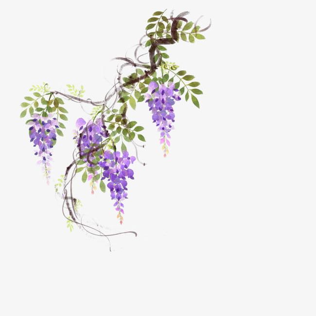 Wisteria Vines Material PNG, Clipart, Flower, Flowers, Flower Vine, Green, Green Leaves Free PNG Download