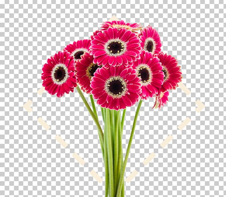 Bayview Flowers Ltd. Rose Transvaal Daisy Cut Flowers PNG, Clipart, Annual Plant, Color, Cut Flowers, Daisy Family, Drawing Free PNG Download