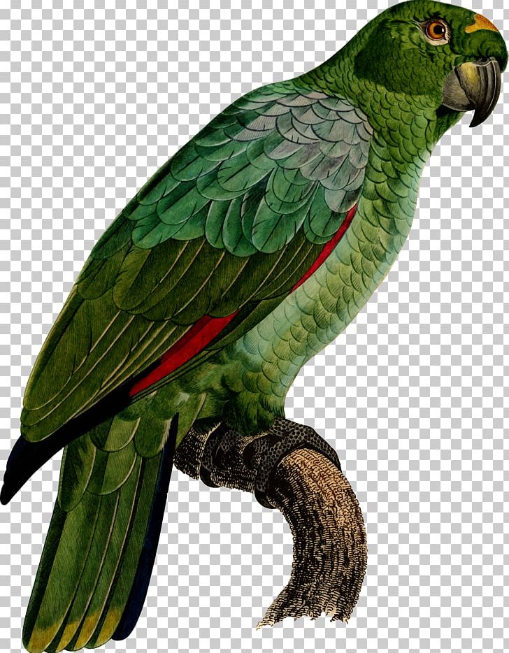 Parrot Macaw Parakeet Beak PNG, Clipart, Animals, Beak, Bird, Common Pet Parakeet, Drawing Free PNG Download