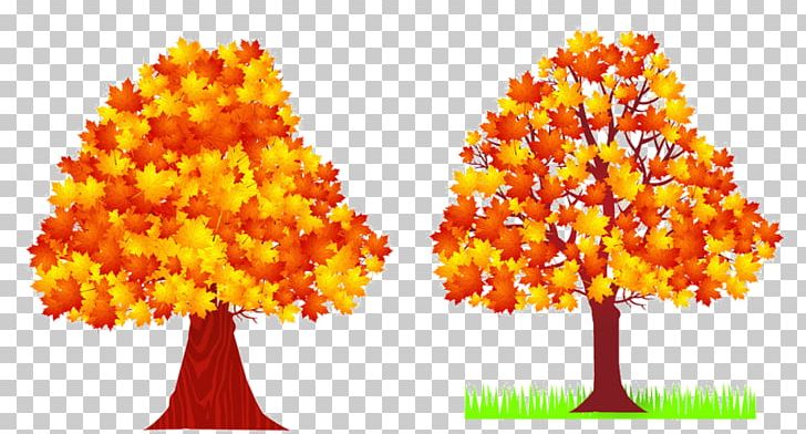 Autumn Tree Deciduous Maple Leaf PNG, Clipart, Autumn, Autumn Leaf Color, Birch, Cottonwood, Deciduous Free PNG Download