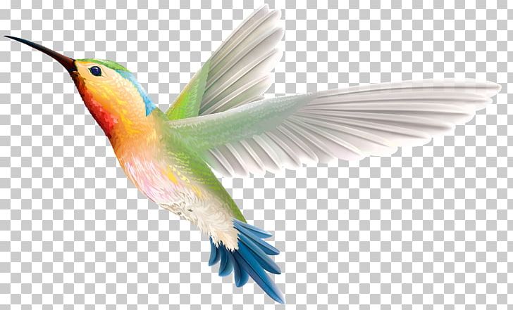 Hummingbird Wing Beak Feather PNG, Clipart, Animals, Beak, Bird, Bird Png, Birds Free PNG Download