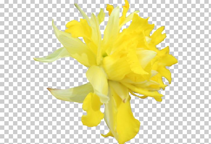 Daffodil Flower Tagetes Lucida PNG, Clipart, Cicekler, Cut Flowers, Daffodil, Desktop Wallpaper, Flower Free PNG Download