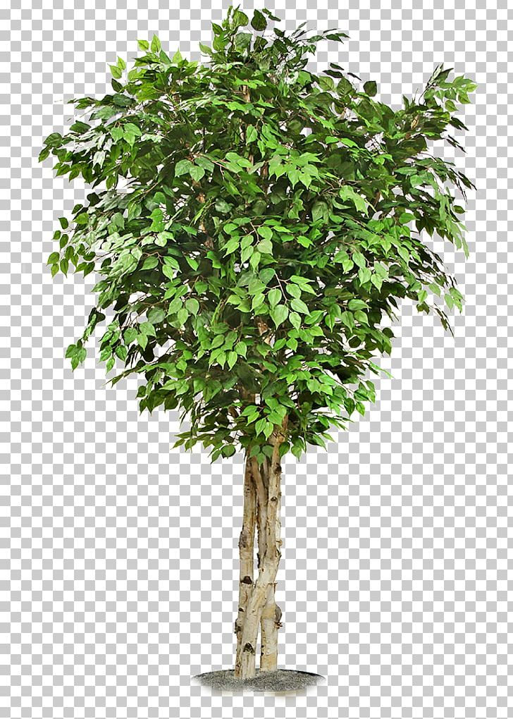 Tree PNG, Clipart, Acer Campestre, Branch, Clip Art, Download, Encapsulated Postscript Free PNG Download