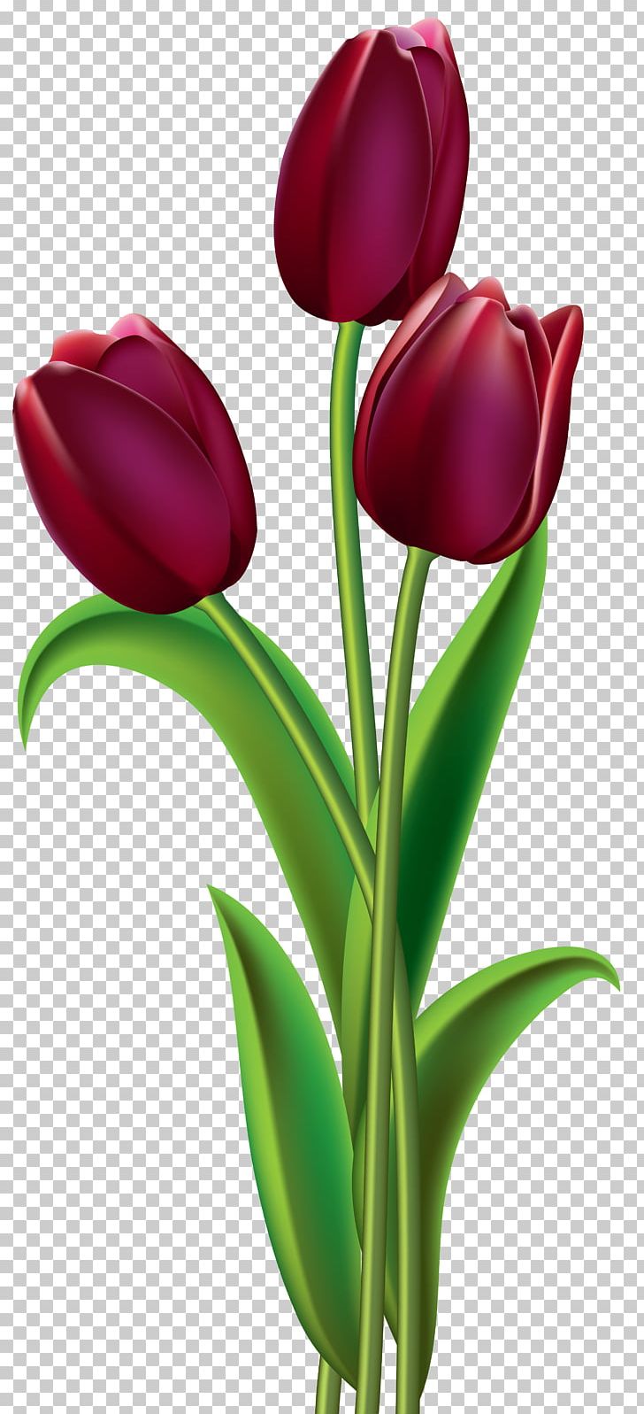 Tulip Red Flower PNG, Clipart, Blue, Clip Art, Computer Wallpaper, Cut Flowers, Desktop Wallpaper Free PNG Download