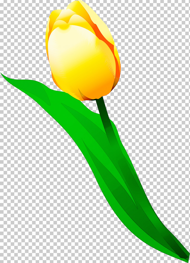 Tulip Yellow Flower Plant Lily Family PNG, Clipart, Flower, Lily Family, Plant, Plant Stem, Tulip Free PNG Download