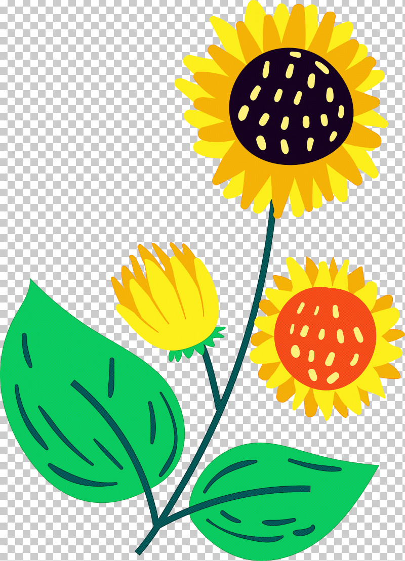 Brazil Elements Brazil Culture PNG, Clipart, Brazil Culture, Brazil Elements, Chrysanthemum, Common Sunflower, Cut Flowers Free PNG Download