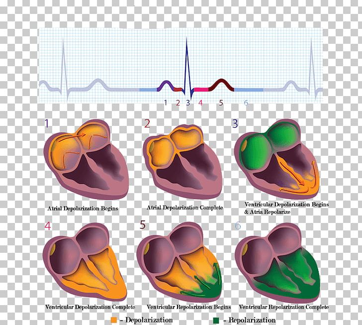 Cardiac Muscle Electrocardiography Electrical Conduction System Of The Heart Stock Photography PNG, Clipart, Anatomy, Atrium, Cardiac Cycle, Cardiac Muscle, Ecg Free PNG Download