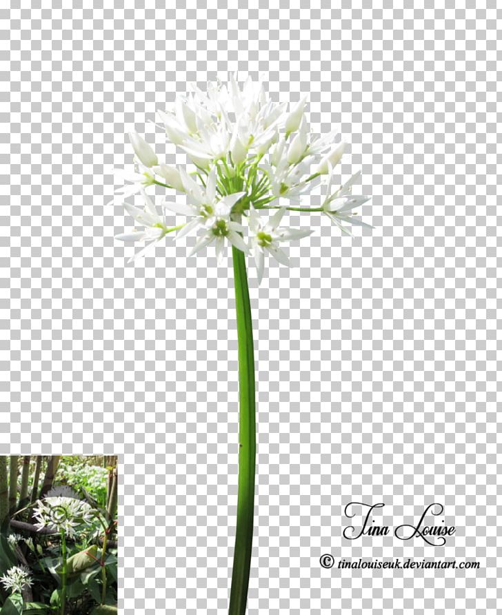 Cut Flowers Plant Stem Flowering Plant PNG, Clipart, Cut Flowers, Flora, Flower, Flowering Plant, Food Drinks Free PNG Download
